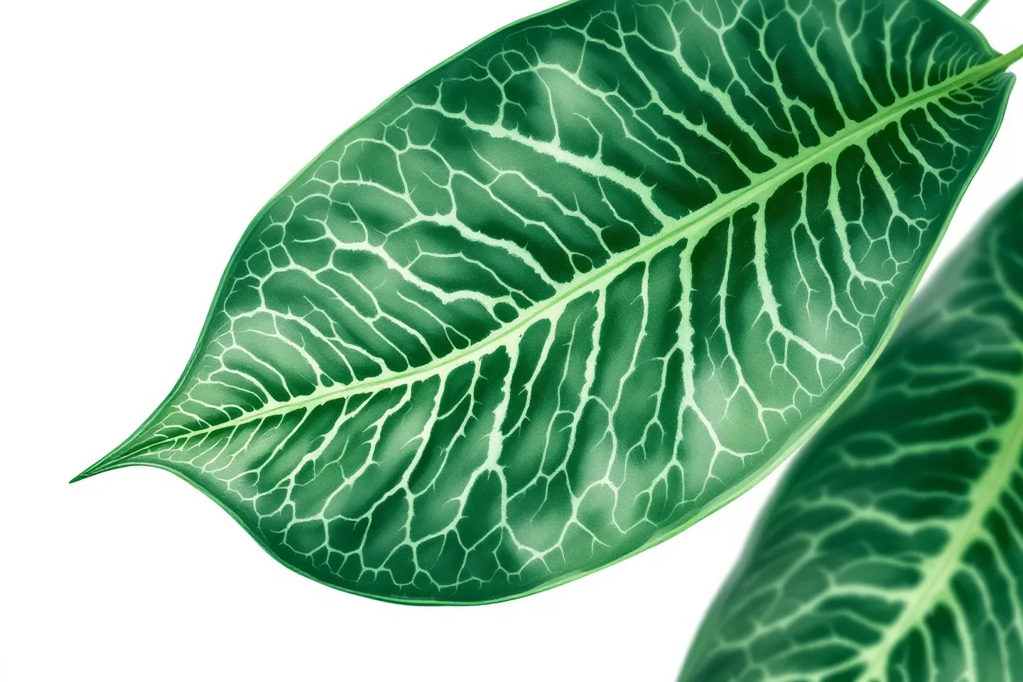 A large jade-green leaf whose venation network doubles as a collagen-fiber mesh, with small copper nodes glowing at vein junctions representing GHK-Cu collagen stimulation